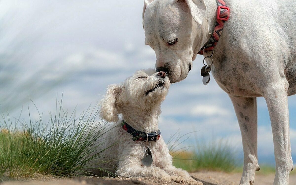 Dogs 4429513 1280 Dogs 4429513 1280